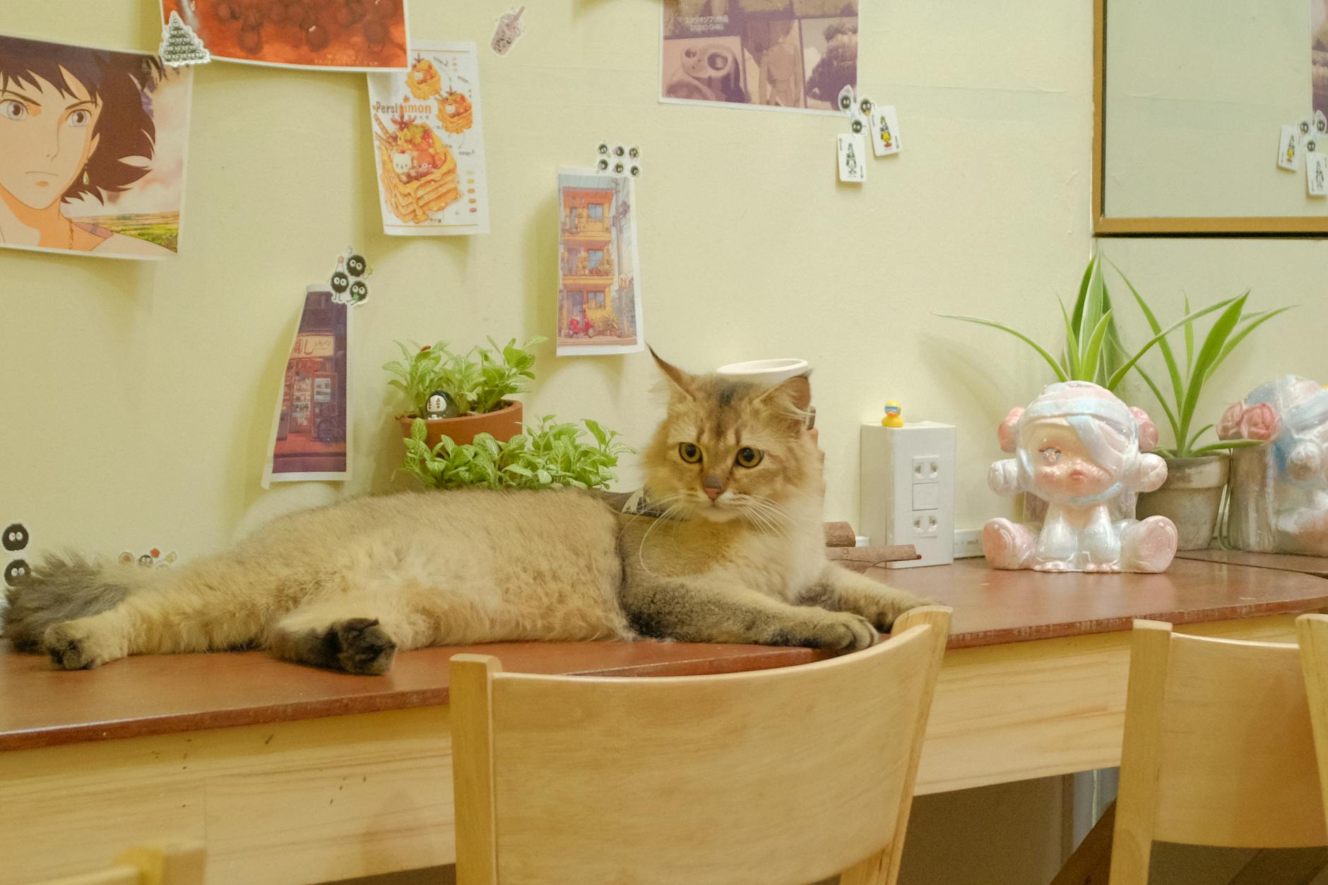 Рыжая кошка дремлет на подоконнике уютного кото-кафе в Симферополе